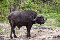 Afrikanischer Büffel (49 von 102).jpg